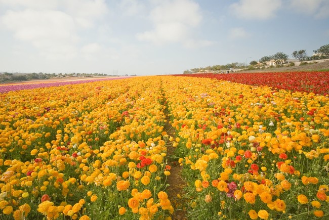 Carlsbad Flower Fields, California