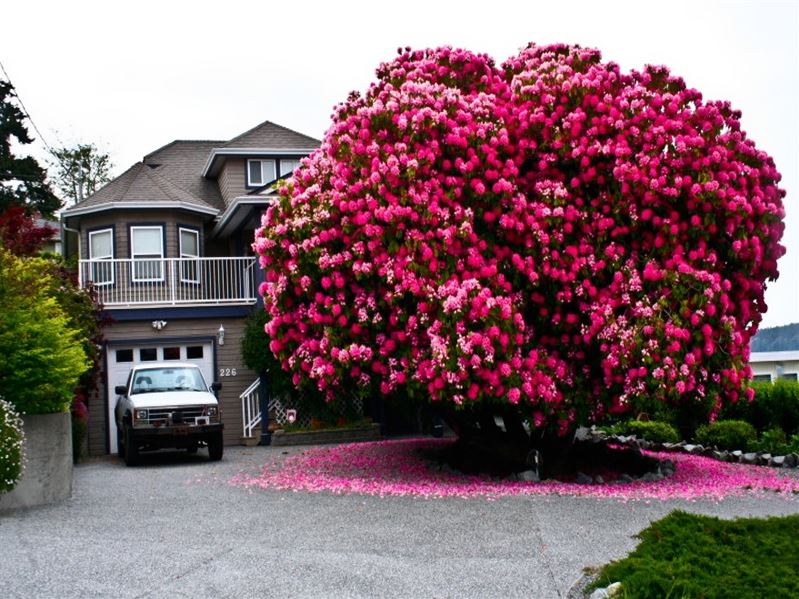 125-Year-Old-Rhododendron-%E2%80%9CTree%E2%80%9D-In-Canada.jpg