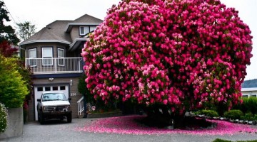 125-Year-Old-Rhododendron-“Tree”-In-Canada