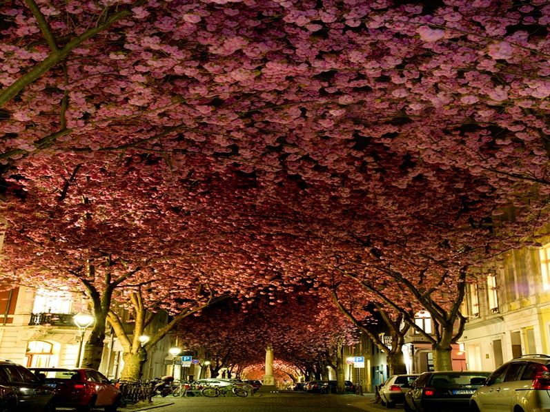 Blooming-Cherry-Trees-in-Bonn-Germany.jpg