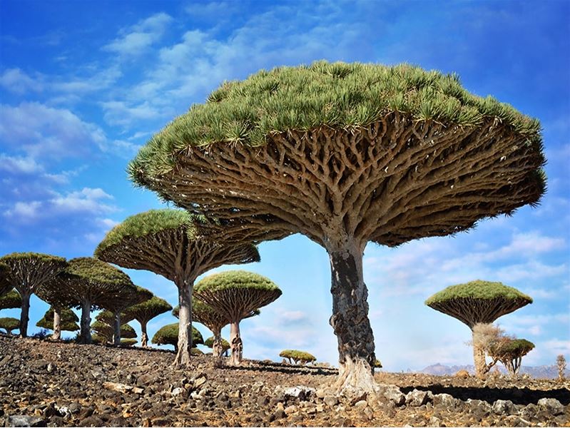 Dragonblood-Trees-Yemen.jpg