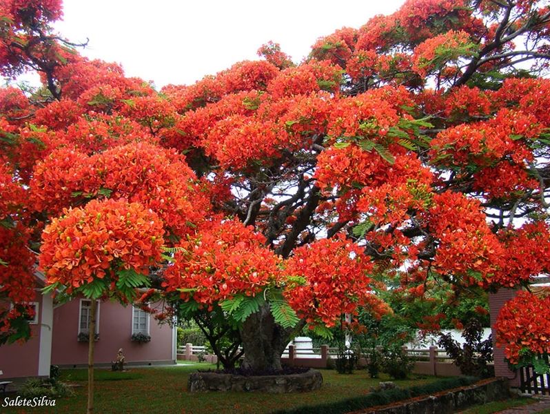Flamboyant-Tree-Brazil.jpg