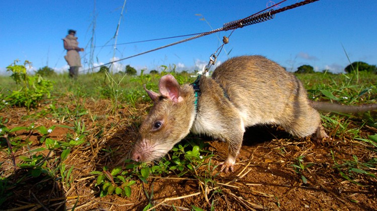 Heroic-Rats-Sniff-Out-Landmines-In-Africa