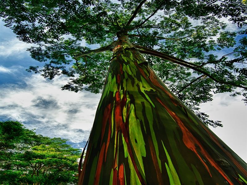 Rainbow-Eucalyptus-In-Kauai-Hawaii.jpg