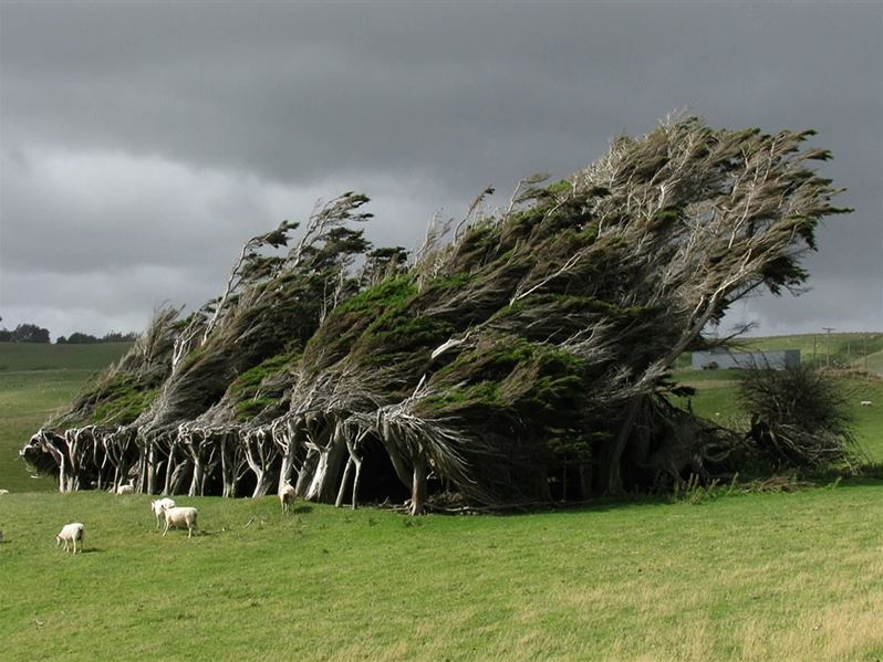 Wind-Swept-Trees-In-New-Zealand.jpg