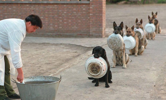 Police-Dogs In-China Waiting-For-Food