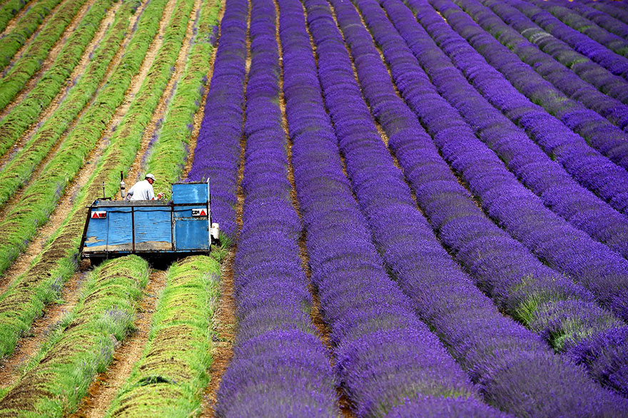 lavender-fields-harvesting- Hypnotizing-Beauty