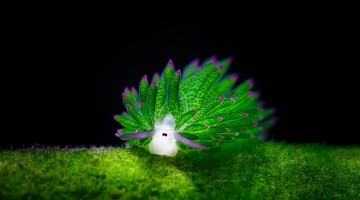 leaf-sheep-sea-slug-costasiella-kuroshimae-Eats-Algae-Photosynthesize