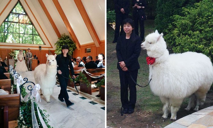 wedding-alpaca-witness-Epinard-Nasu-Hall-japan