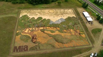 land-art-painting-field-van-gogh-olive-trees-stan-herd-earthwork