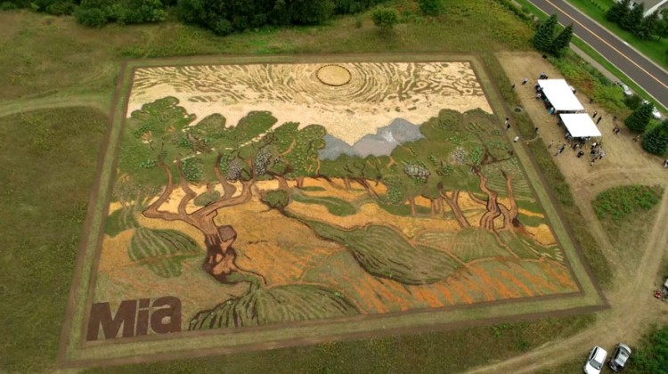 land-art-painting-field-van-gogh-olive-trees-stan-herd-earthwork