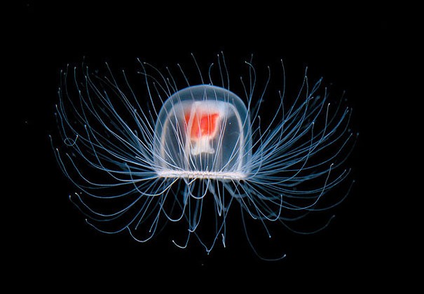 immortal-jellyfish-turritopsis-nutricula-transdifferentiation