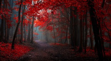 surreal-autumn-forests-photos-janek-sedlar