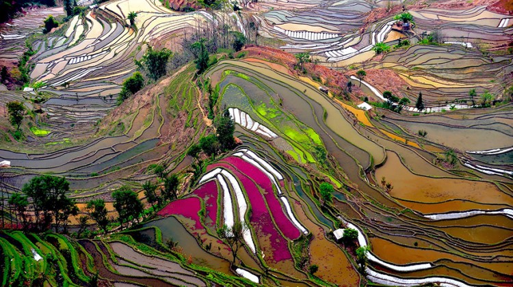 Most-Weird-And-Wonderful-Rice-Fields-Look-Like-Broken-Glass