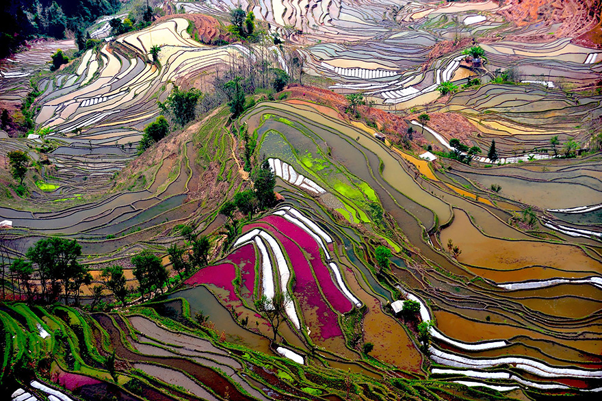 Most-Weird-And-Wonderful-Rice-Fields-Look-Like-Broken-Glass