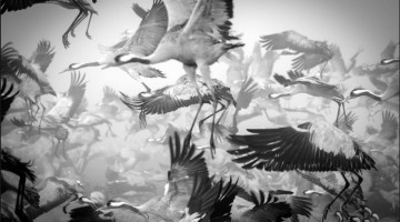 animal-migration-photography