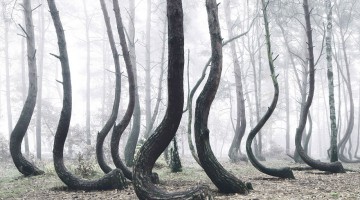 crooked-forest-mystery-for-scientists-las-kilian-schonberger-poland