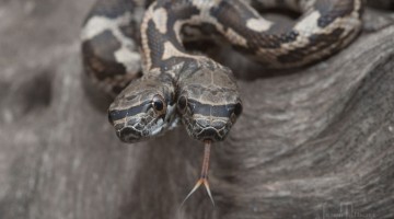 two-headed-snake-with-rare-condition-photographs