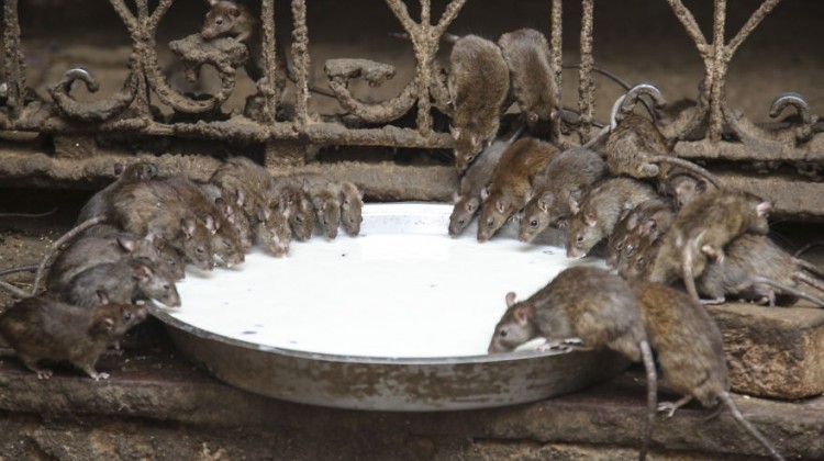 20000-Holy-Rats-Temple-In-India