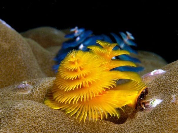 cool-marine-worm-look-like-christmas-trees-make-shining-ocean