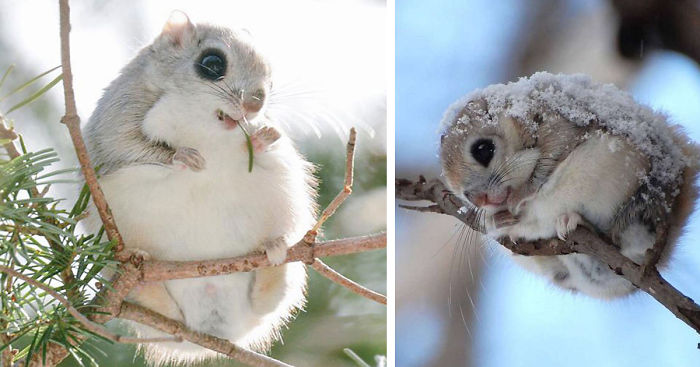 siberian-japanese-flying-squirrel-cutest-animals-On-Earth