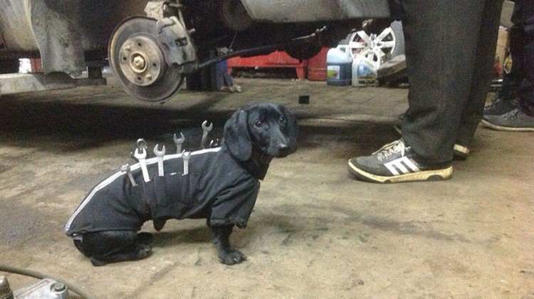 tool-dog-dachshund-suit-auto-mechanic-assistant