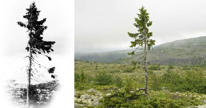 world-oldest-tree-old-tjikko-sweden
