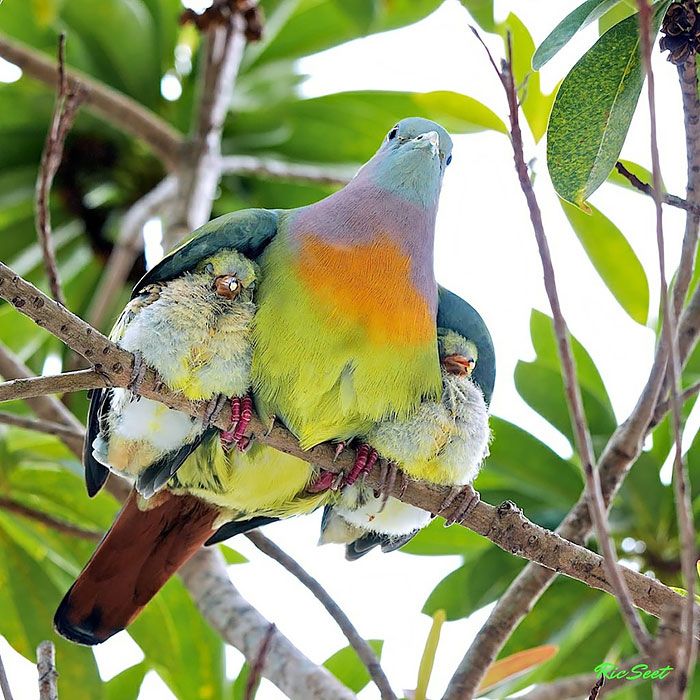 cute-bird-parents (2)