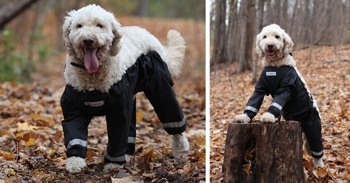 dog-pants-muddy-mutts-dog-apparel