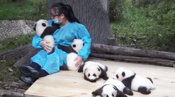 hugger-panda-nanny-best-job-protection-research-center-32,000-USD
