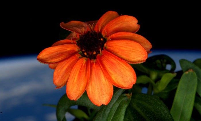 space-first-flower-Zinnias-bloom-nasa-scott-kelly