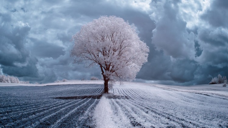 the-majestic-beauty-of-trees-captured-in-infrared-photography