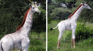 white-giraffe-leucism-albino-rare-animals-omo-tanzania