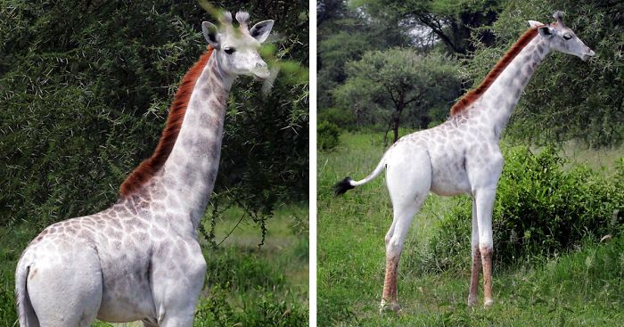 white-giraffe-leucism-albino-rare-animals-omo-tanzania