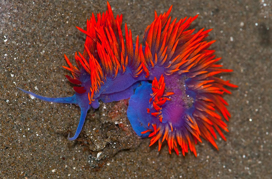 beautiful-unusual-sea-slugs