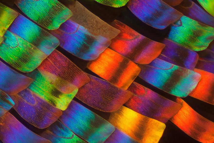 butterfly-wing-macro-photography-linden-gledhill-biochemist