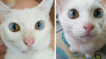 cat-eyes-different-colors-heterochromia