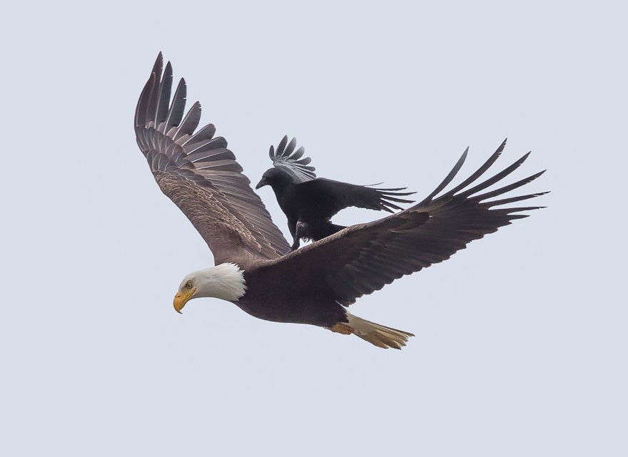 crow-rides-eagle-bird-photography-phoo-chan