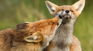 foxy-love-photographer-proves-that-foxes-are-extremely-loving-creatures-pics
