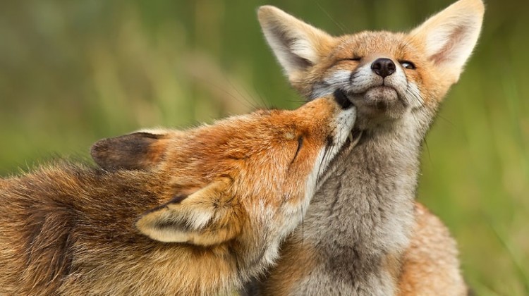 foxy-love-photographer-proves-that-foxes-are-extremely-loving-creatures-pics