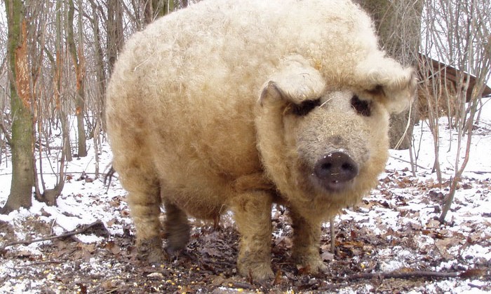 mangalitsa-furry-pigs-hairy-sheep-act-like-dogs