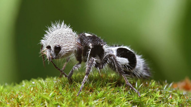 panda-ant-euspinolia-militaris-cow-killer-wasp