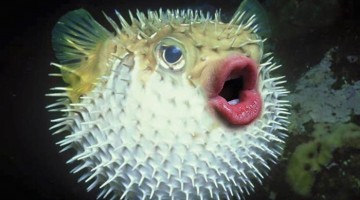 trump-puffer-fish-mouth-photoshop