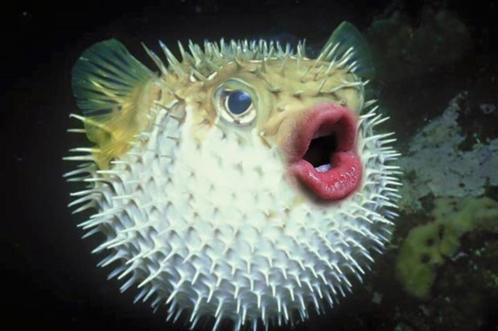 trump-puffer-fish-mouth-photoshop