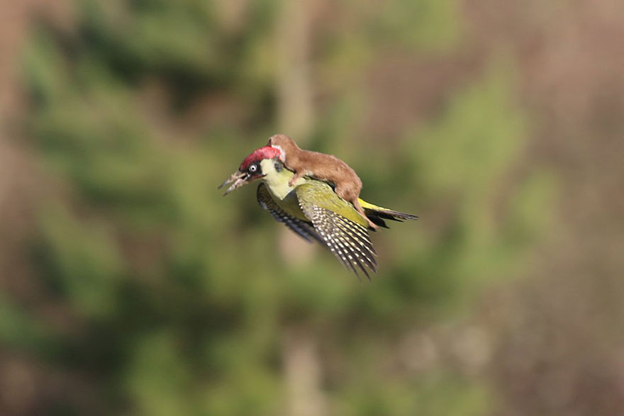 weasel-riding-woodpecker-wildlife-photography-martin-le-may