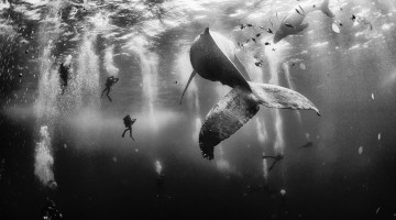 world-whale-day-photos