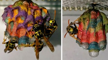 colorful-paper-wasp-nests-rainbow-mattia-mechetti