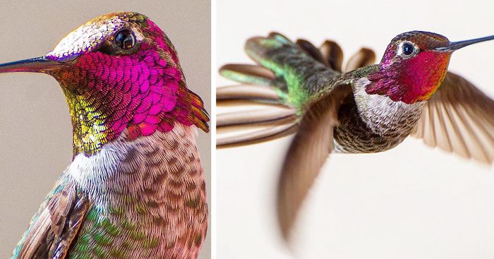 hummingbird-photography-tracy-johnson-california