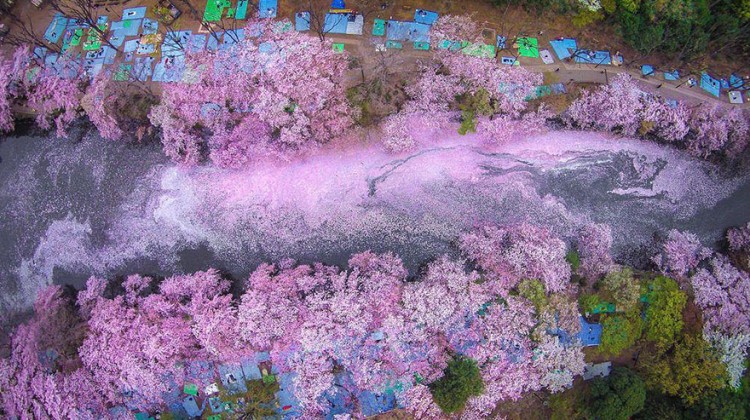spring-japan-cherry-blossoms-national-geographics
