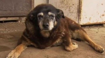 worlds-oldest-dog-dies-age-30-kelpie-maggie